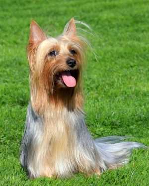 A Silky Terrier sitting down on grass