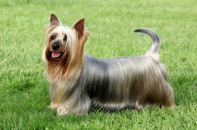 A Silky terrier dog standing on grass