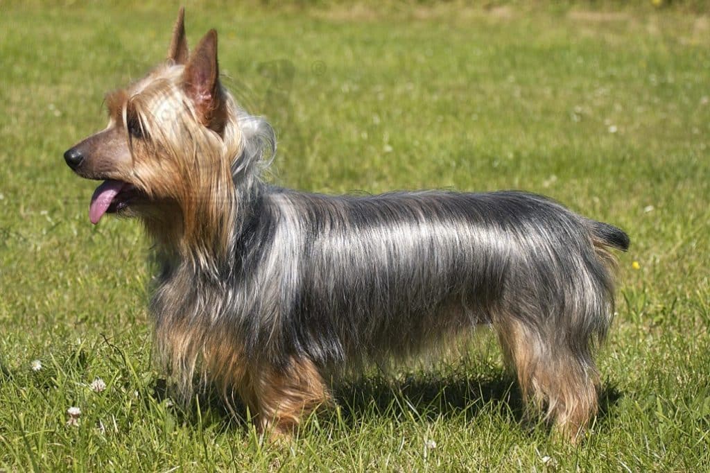 A Silky Terrier dog standing sideways to the camera, on grass