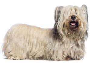 A white Skye Terrier standing sideways to the camera, against a white background