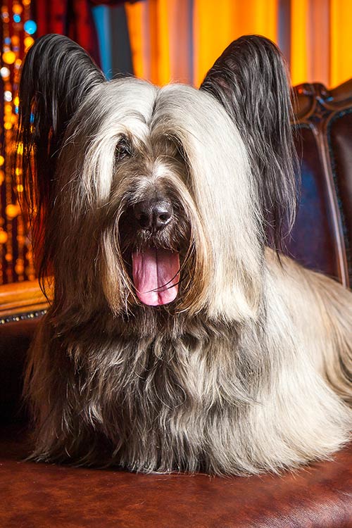 A white Skye Terrier with erect ears, indoors on a chair