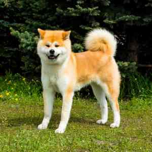 An Akita Inu dog standing on grass