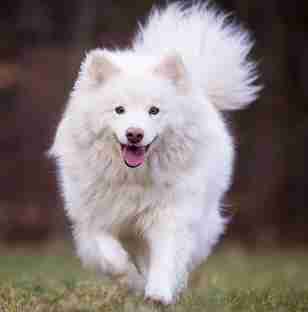 A white Finnish Laphund running towards the camera over grass, against a dark background