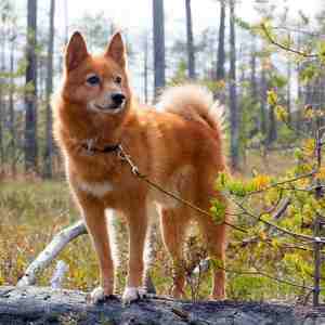 A red Finnish Spitz standing on a log in a woodland setting