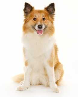 An Icelandic Sheepdog sitting down facing the camera, against a white background