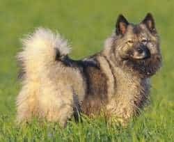 A Keeshond dog standing in long grass, looking back at the camera