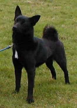 A black Norwegian Buhond standing on grass