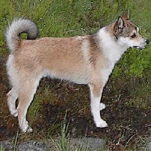 A Norwegian Lundehund stnding sideways to the camera on a grassy field