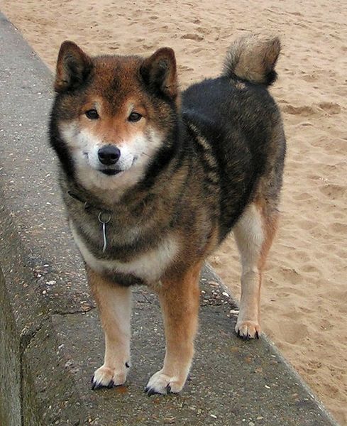 A Shiba Inu standing on a stone wall with beach sand in the background