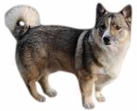 A Swedish Valhund pictured against a white background