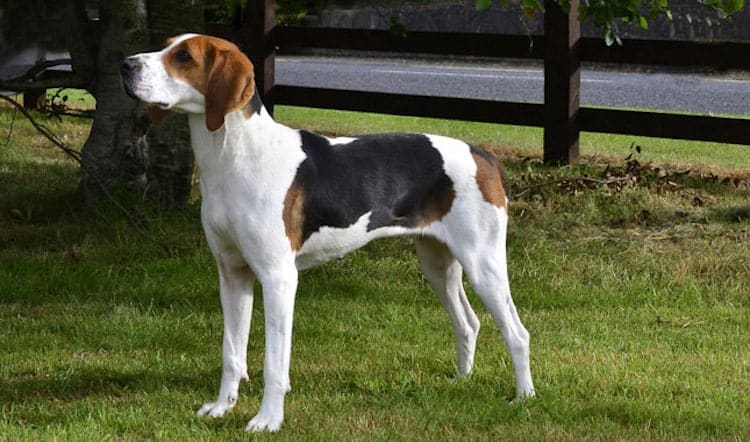 A Treeing Walker Coonhound standing sideways to the camera, looking to the left, standing on green grass.