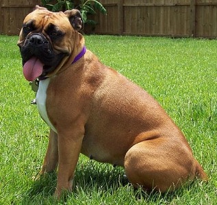 A Valley Bulldog sitting down sideways to the camera on a green grass lawn