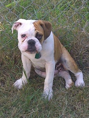 A valley bulldog puppy sitting on grass, looking up at the camera