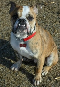 A brown valley bulldog sitting down, looking up, with his lower teeth sticking out