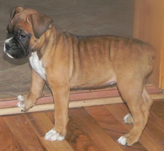 A valley bulldog puppy on a timber floor indoors