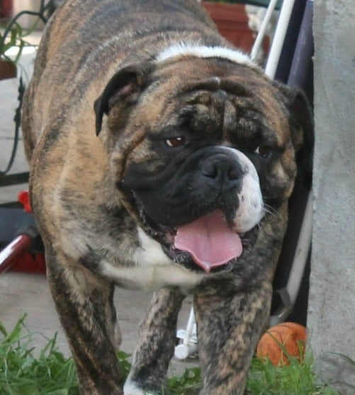 A burly valley bulldog with his tongue hanging out