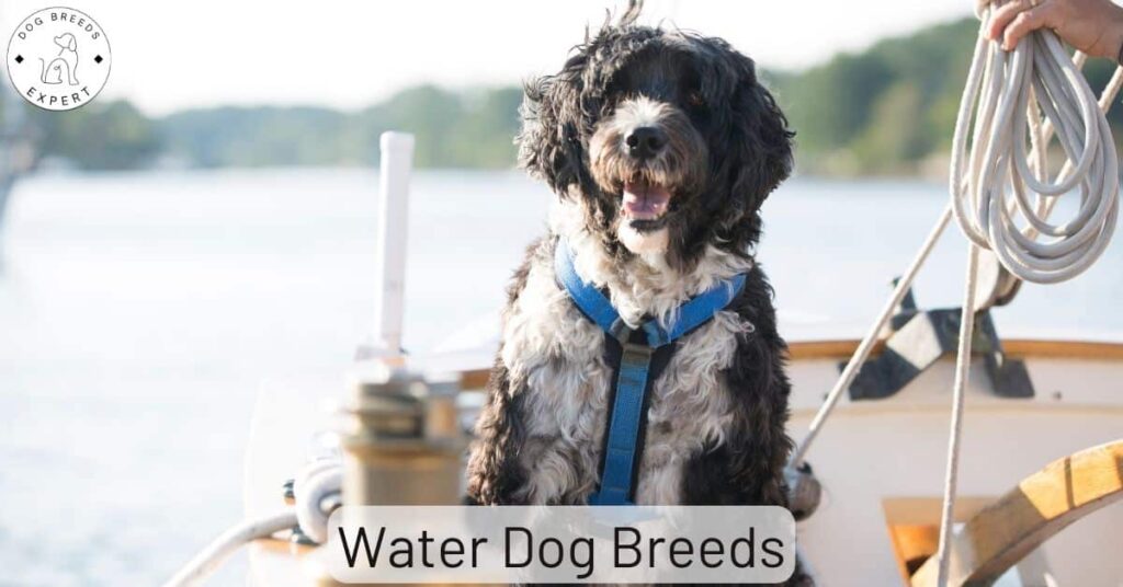 The Water Dog Breeds Group – Which Dogs? Find Out Here!