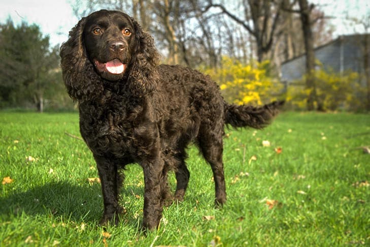 An American Water Spaniel standing in a grassy field, facing the camera