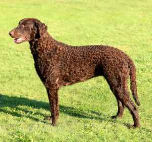 A brown curly-coated retriever standing sideways to the camera, in a grass field