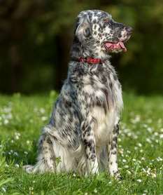 A dark grey and white English Setter sitting down on grass, with a red collar, looking alertly to the right