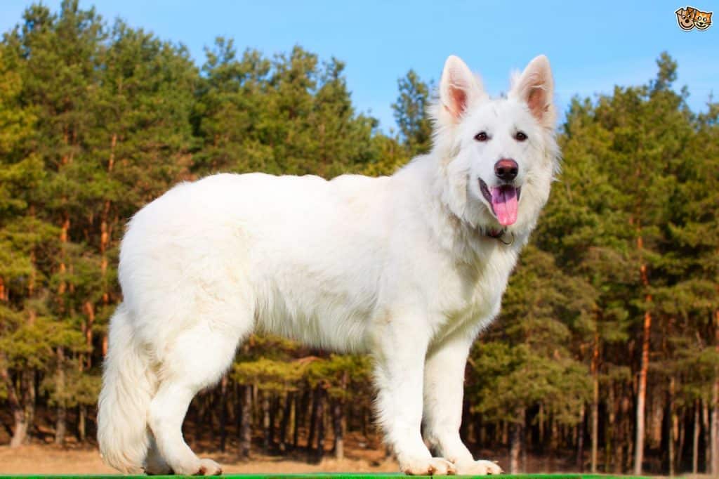 A White Swiss Shepherd dog outdoors, standing in front of a wood on a sunny day