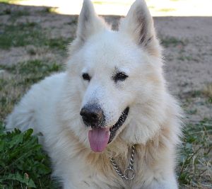 A White Swiss Shepherd Dog lying down on a sandy beach