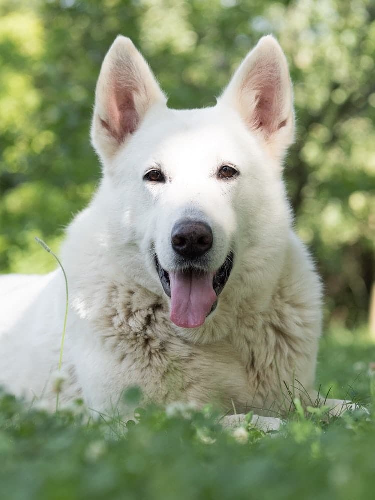 Head and shoulders of a White Swiss Shepherd dog lying down on grass, close to the camera.