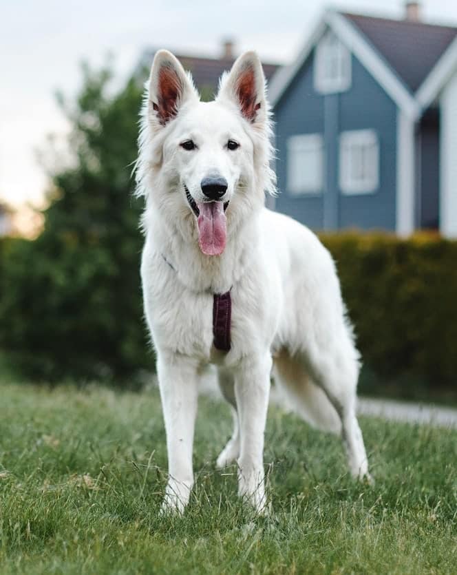 A White Swiss Shepherd dog standing on grass, facing the camera, with houses in the background.