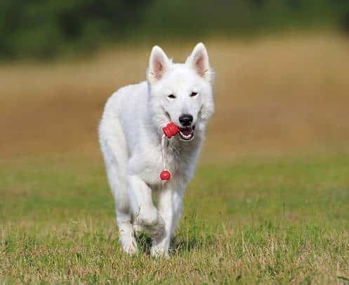 A White Swiss Shepherd Dog walking across a field, carrying a red dog chew