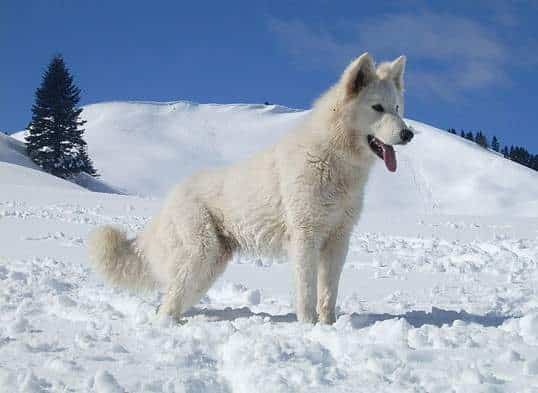 A white Swiss Shepherd Dog standing on a snow field on a sunny day