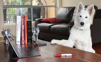 White Swiss Shepherd Dog