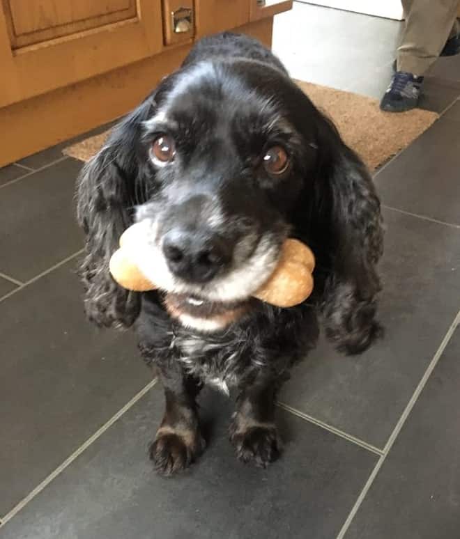 A black working cocker spaniel holding a bone in its mouth, sitting down in a kitchen