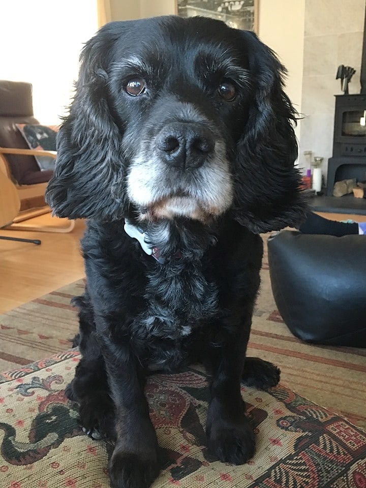 A black working cocker spaniel sitting down indoors in a lounge