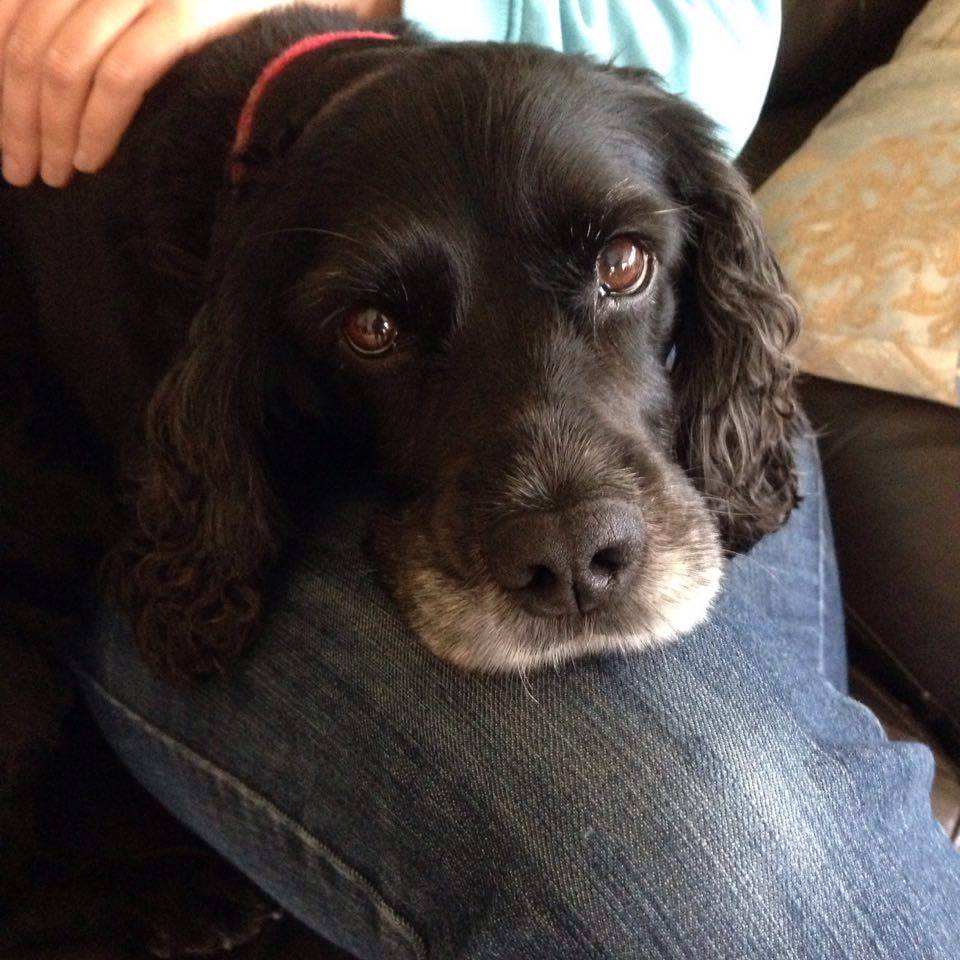 A black working cocker spaniel lying down on someone's knee