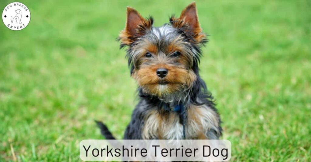 The Yorkshire Terrier:  Why Is the Yorkie So Popular?