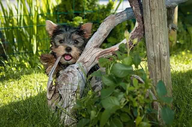 A small Yorkshire Terrier peeking out from behind a wooden log