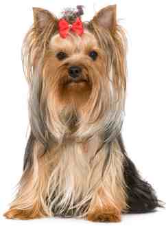 A Yorkshire Terrier sitting down facing the camera, with a red bow in its hair