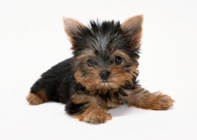 A Yorkshire Terrier puppy lying down, looking at the camera, against a white background