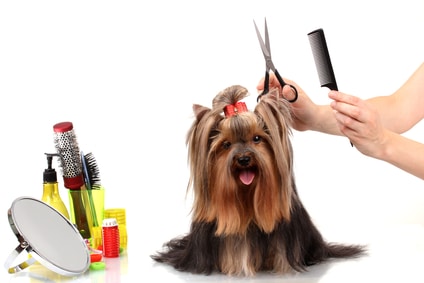 A Yorkshire Terrier being groomed, with a person's hands holding scissors and a comb