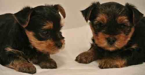 Two Yorkshire Terrier puppies