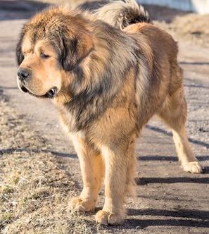 A Tibetan Mastiff standing on a dirt road