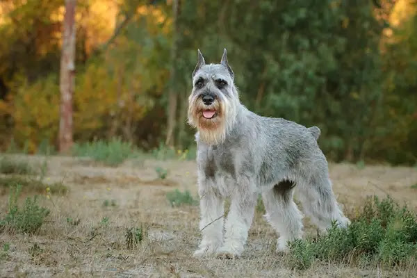 Schnauzer