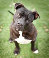 The American Bully Lab Mix