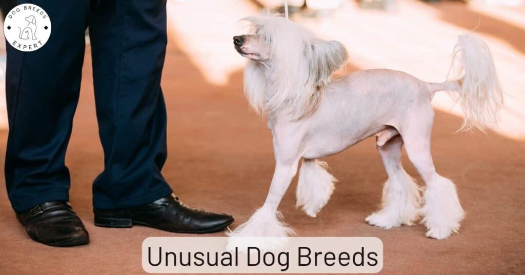 Unusual Dog Breeds: Find Out Which Are The Weirdest Dog Breeds!