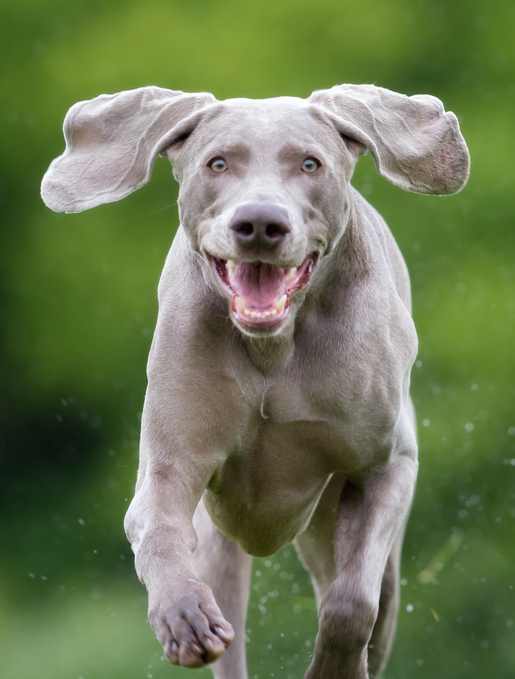 A Weimaraner running towards the camera with its ears flapping