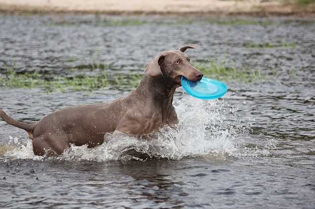 A Weimaraner in a river fetching a blue frisbee