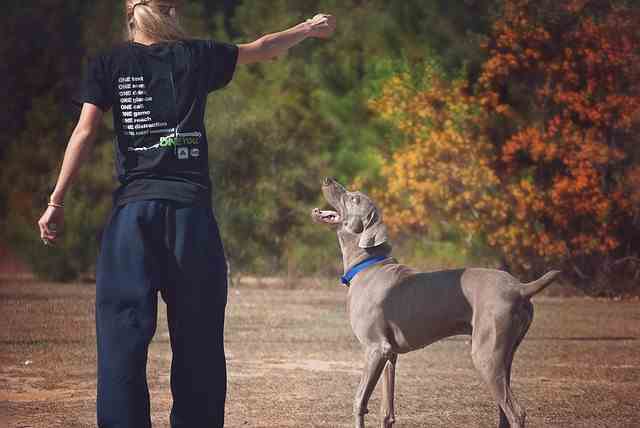 A Weimaraner with a blue collar being trained by a lady in black clothing