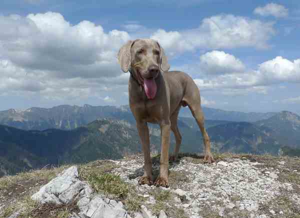 A Weimaraner dog standing on a rocky mound, with blue sky in the background