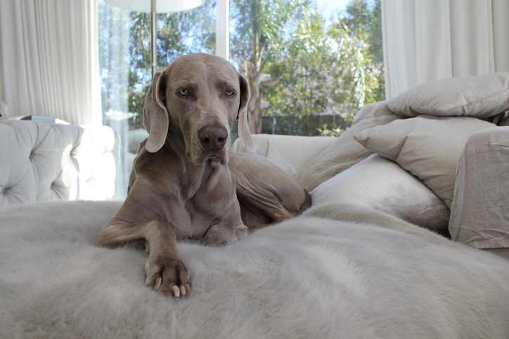 A Weimaraner lying down on a white double bed, looking comfortable