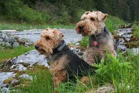 Two Welsh Terriers sitting by a stream